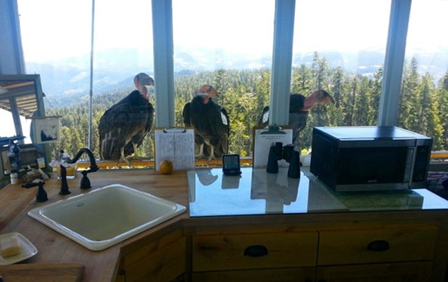 Three California condors peer into the windows surrounding the Buck Rock U.S. Forest Service Lookout Tower.