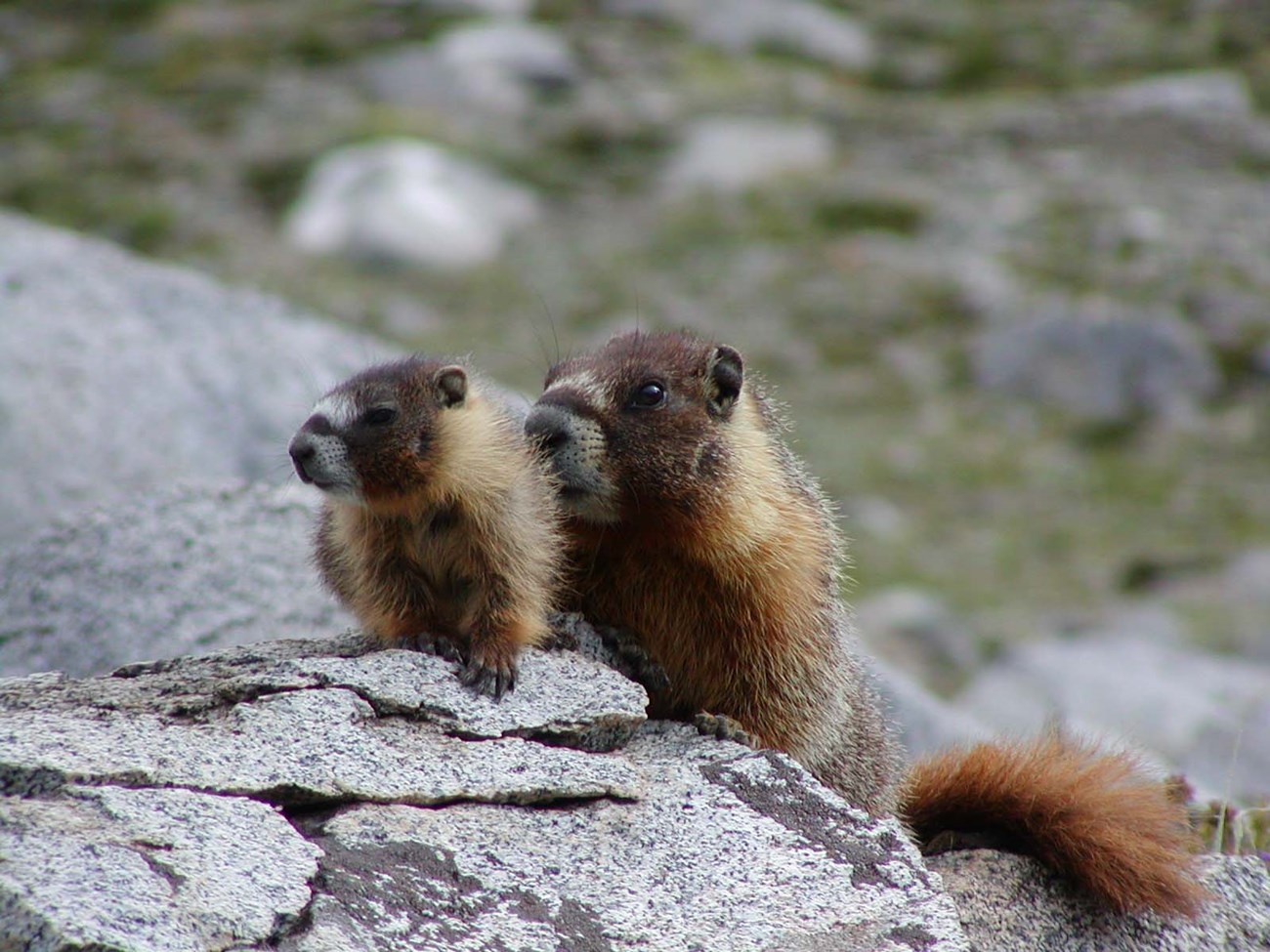 Yellow-bellied marmots