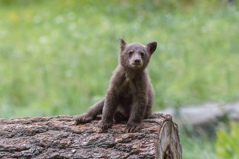 A bear cub sits on a log in Sequoia National Park