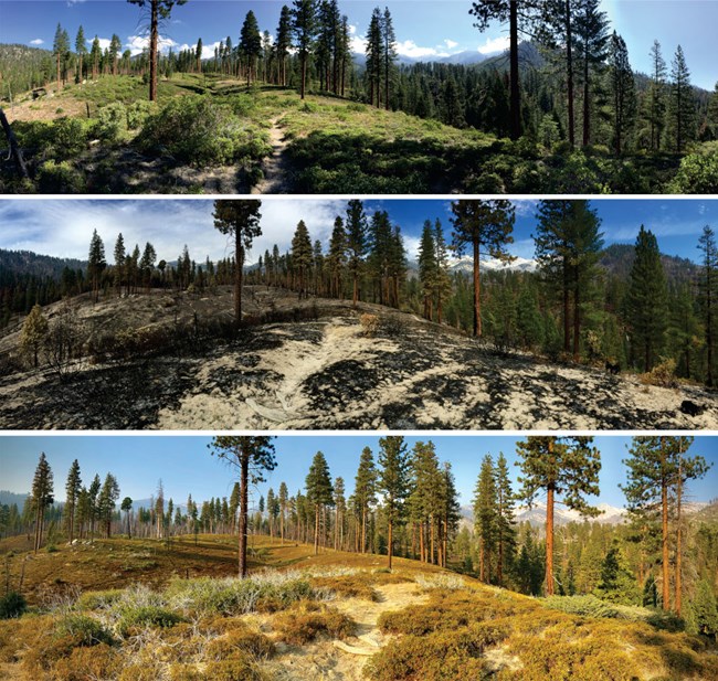 A photo montage of the same location 5 years apart, before, immediately after, and 5 years later of forested hill that has still standing trees.