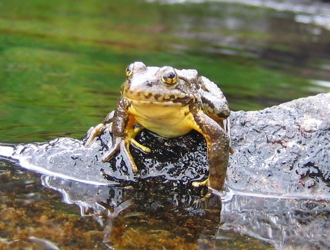 Photo of Adult mountain yellow-legged frog.
