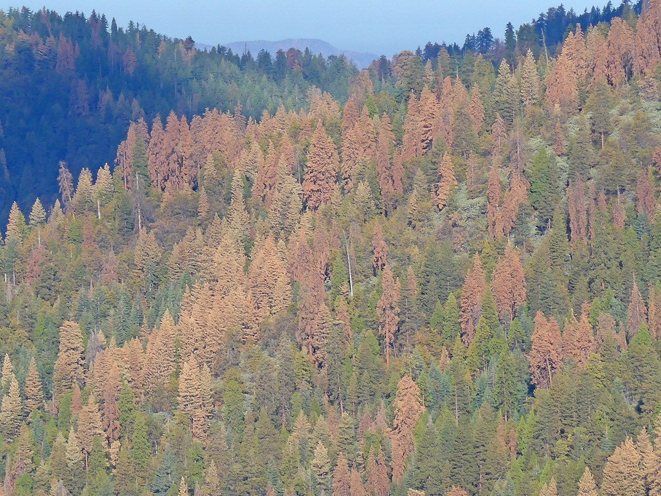 Many trees with brown needles, dead from a drought, mixed with live trees on a mountain slope.