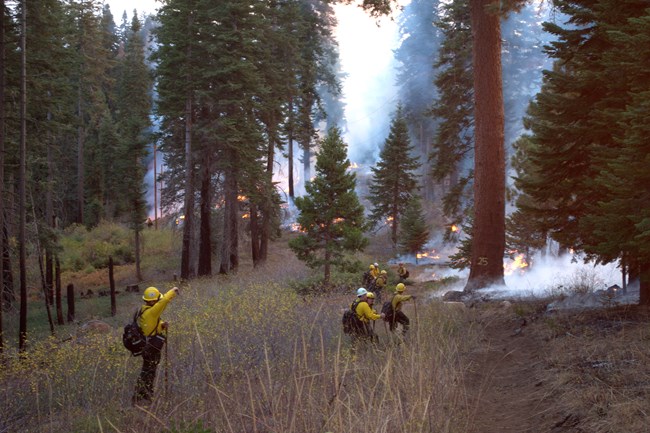 Wildland Fire: Fireline Construction (U.S. National Park Service)