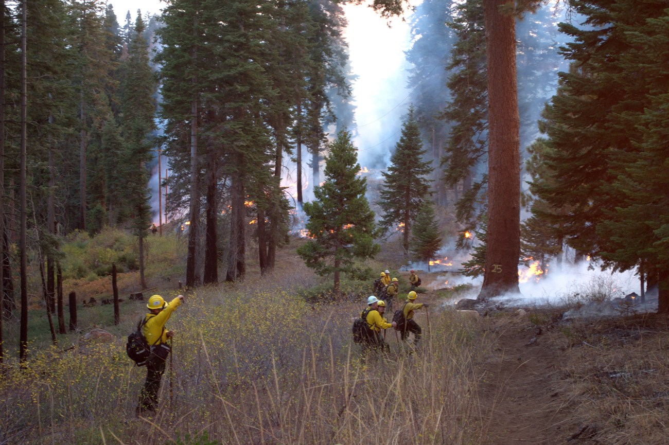 Fire staff along a fire line monitoring a prescribed burn in a conifer forest.