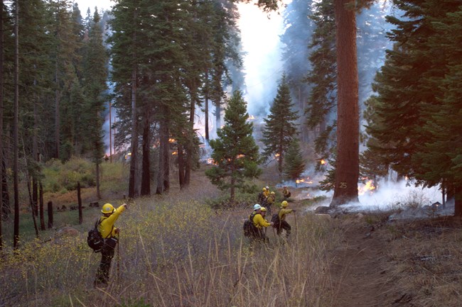 Fire staff along a fire line monitoring a prescribed burn in a conifer forest.