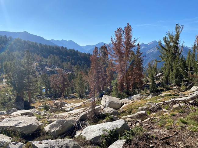 A stand of dead and live whitebark pine is in the foreground with views of a distant forested ridge and a mountain range of large peaks in the distance..