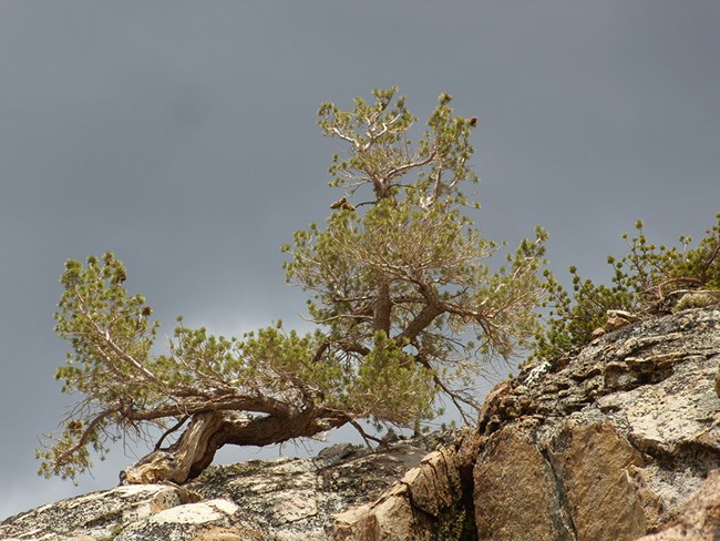 Limber pine bent over to withstand the harsh winds in this exposed high-elevation site.