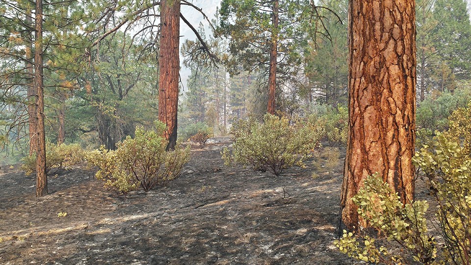 Ponderosa pine forest in Cedar Grove, Kings Canyon National Park, after a fire