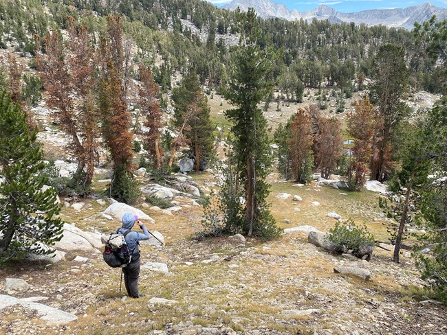 Scientist with backpack looks down slope toward scattered whitebark pine trees, about 10  of which appear dead with brown needles.