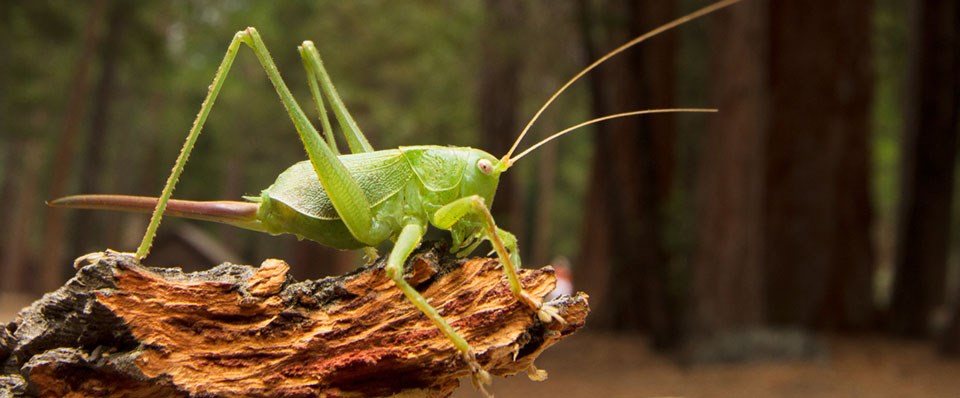 Close-up of a green insect with long legs Close-up of a green insect with long legs