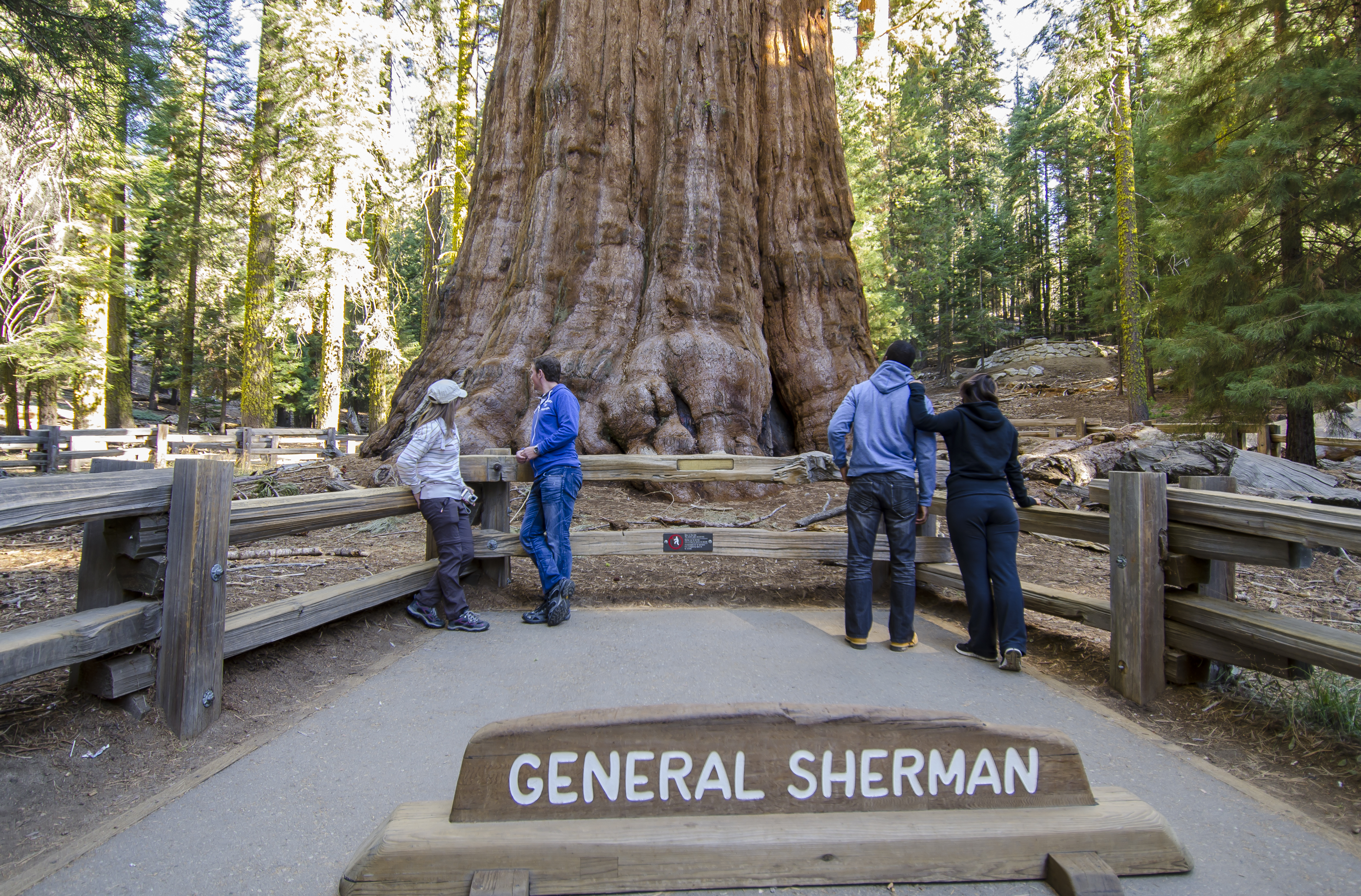 sequoia tree height