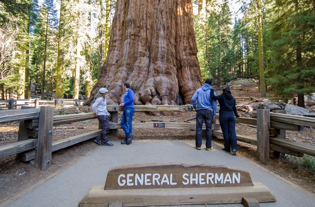 Two couples stand near wooden fence and look at base of giant sequoia tree.