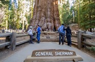 General Sherman Sequoia Biggest Tree In The World