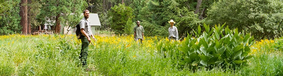 Volunteers and park employees stand in a meadow with weed eradication tools