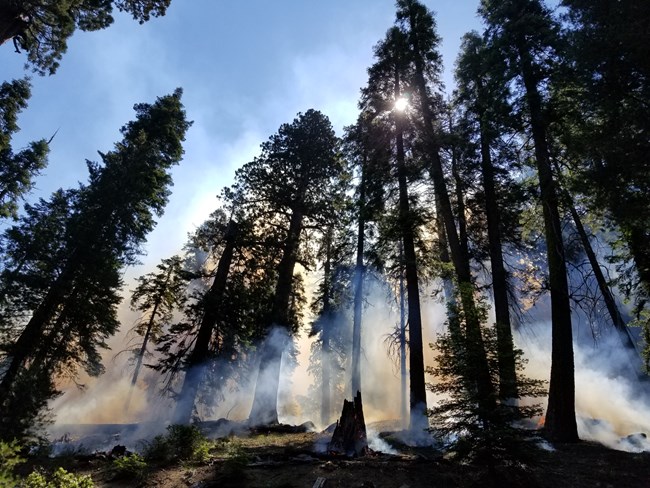 Looking up at an angle of giant sequoias with low level smoke from a prescribed burn. The tree canopy remains intact.