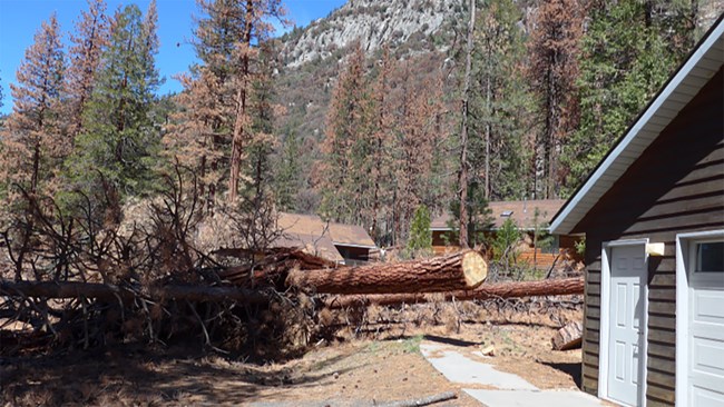 Photo shows two large pines that were felled to be removed in a park housing area. Other standing dead trees nearby will also be removed so they do not fall on people or buildings.