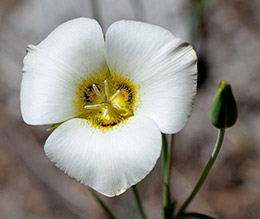 A lily with white petals and a fuzzy yellow center A lily with white petals and a fuzzy yellow center
