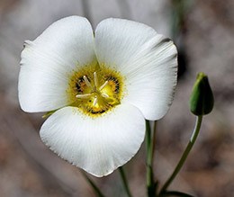 A lily with white petals and a fuzzy yellow center