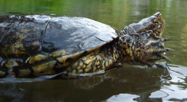 Western pond turtle swimming.