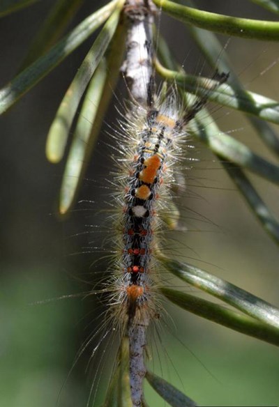 Douglas-fir tussock moth caterpillar