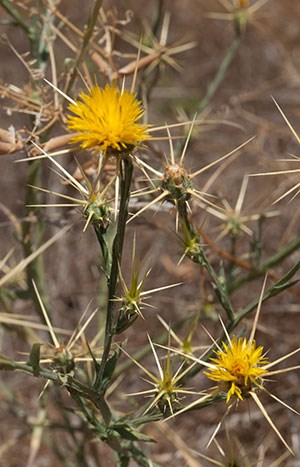 The spiny flowers of yellow star thistle