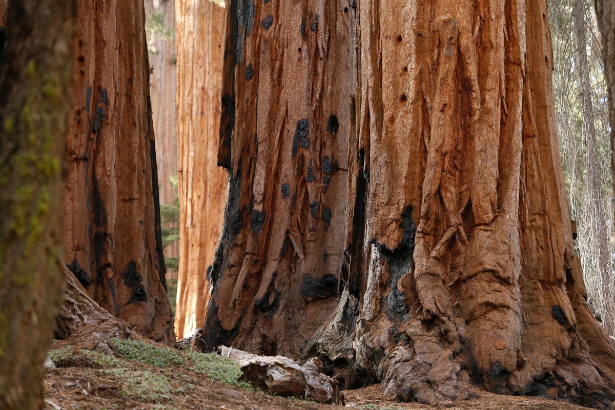 The red/orange trunks of three large sequoias fill the photo frame.