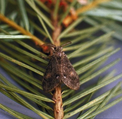 Adult male Douglas-fir tussock moth.