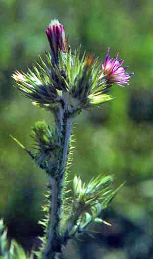 Our Most Invasive Non-Native Plants - Sequoia & Kings Canyon National