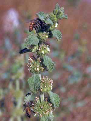 Bees poke through velvety gray-green leaves in search of pollen from small, pale clusters of yellow flowers tucked along the stem of the horehound.
