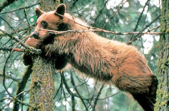 A bear stretching in between tree branches.