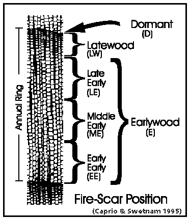Graphic showing fire scar details of a annual tree ring
