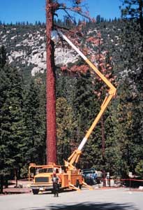 Truck with a large extension arm lifts a park forester to the top of a dead tree Truck with a large extension arm lifts a park forester to the top of a dead tree