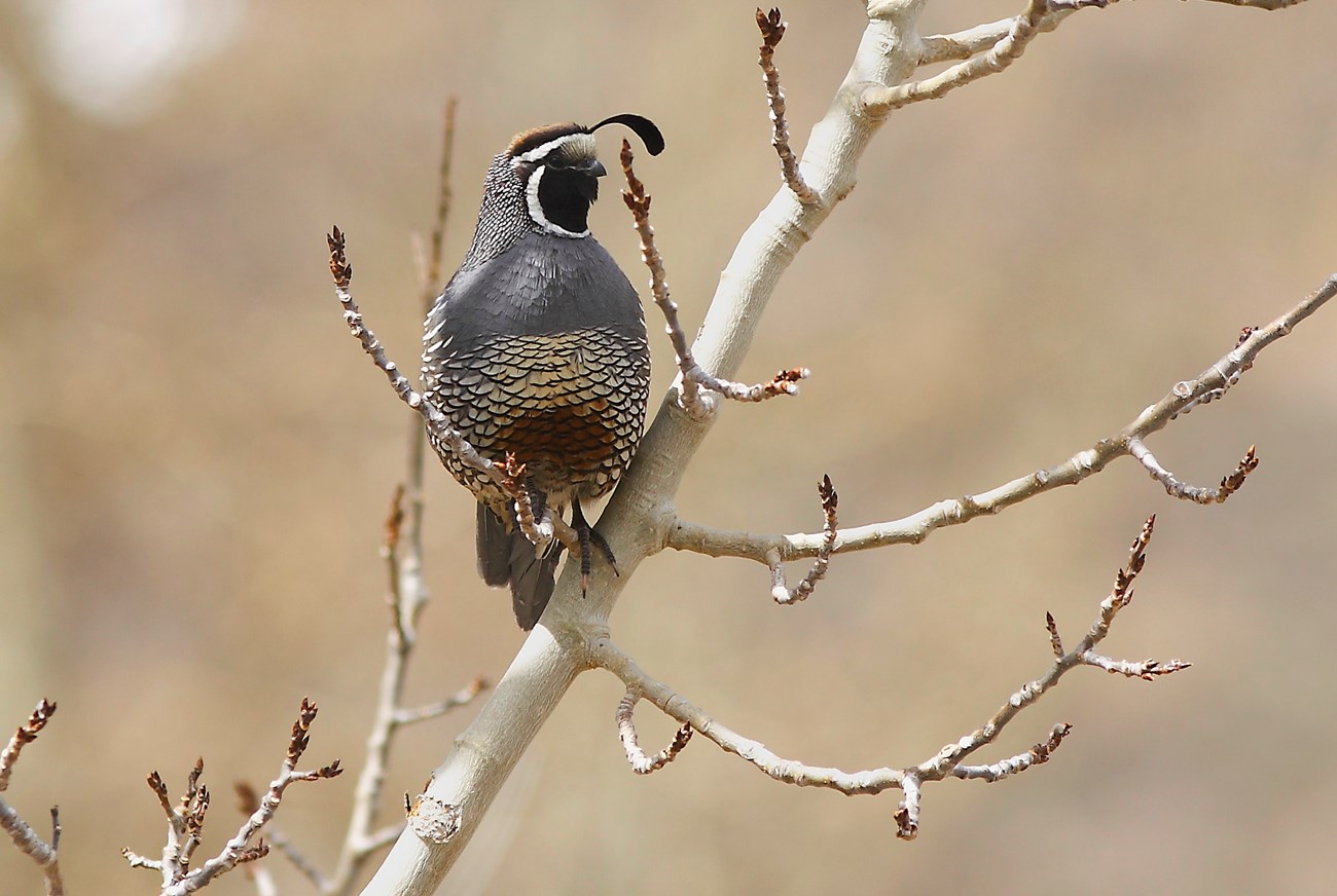 California Quail