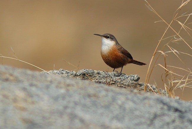 Canyon wren perched on granite rock