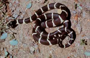 Dark brown king snake with light stripes coiled on the ground Dark brown king snake with light stripes coiled on the ground