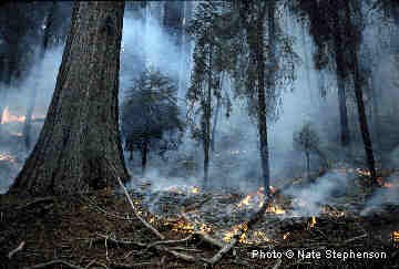 Smoke curls up from burning duff on the ground in a sequoia grove Smoke curls up from burning duff on the ground in a sequoia grove