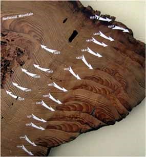 Giant Sequoias Yeild Longest Fire History From Tree Rings