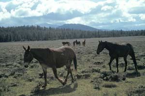 stock animals walk across a flat area