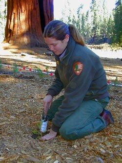 Park biologist plants a giant sequoia seedling. Park biologist plants a giant sequoia seedling.