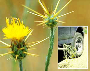 Invasive Non-Native Plants - Sequoia & Kings Canyon National Parks (U.S