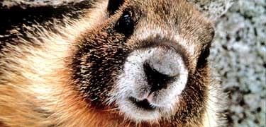 A rodent