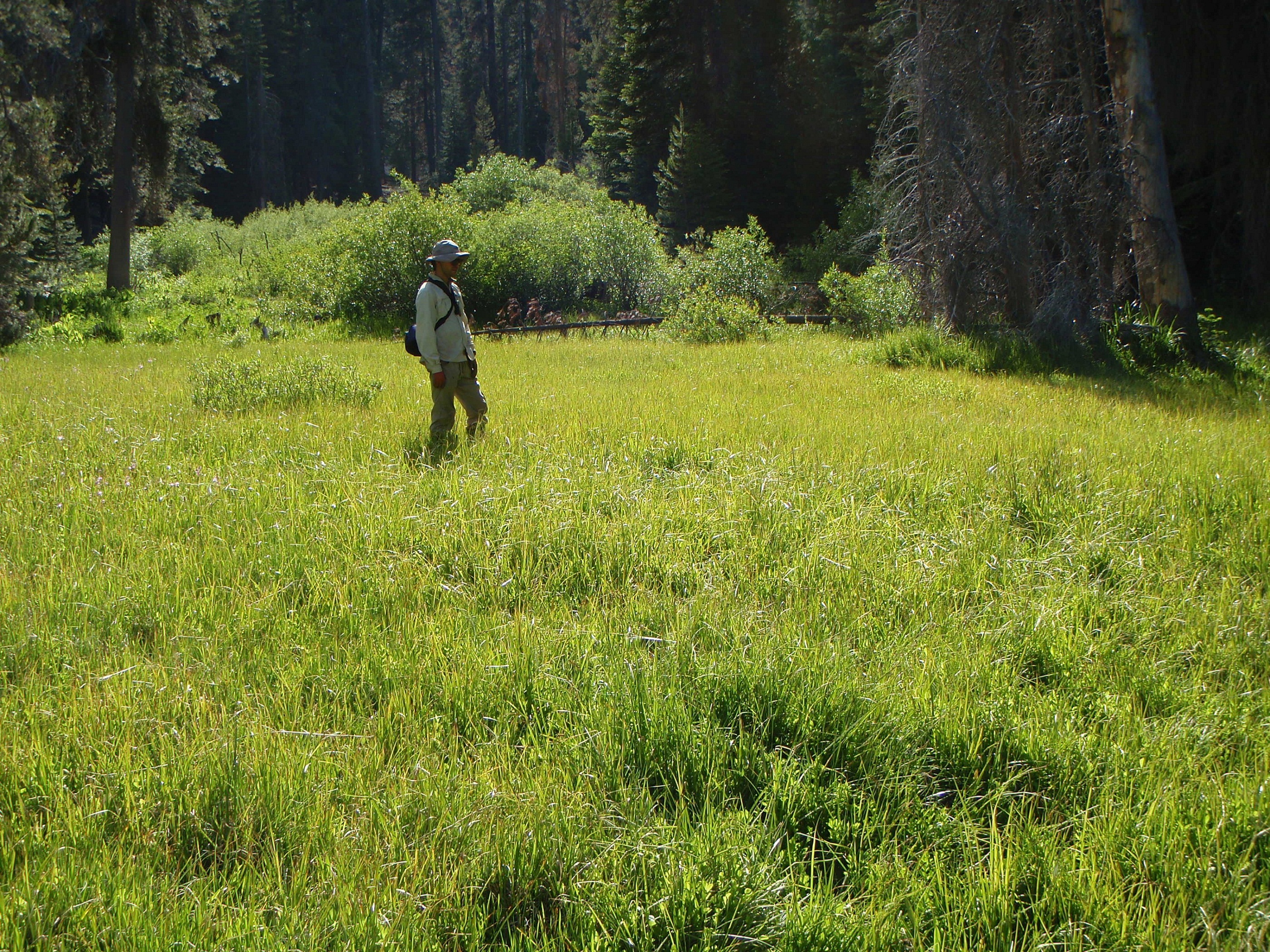 Intact Cahoon Meadow