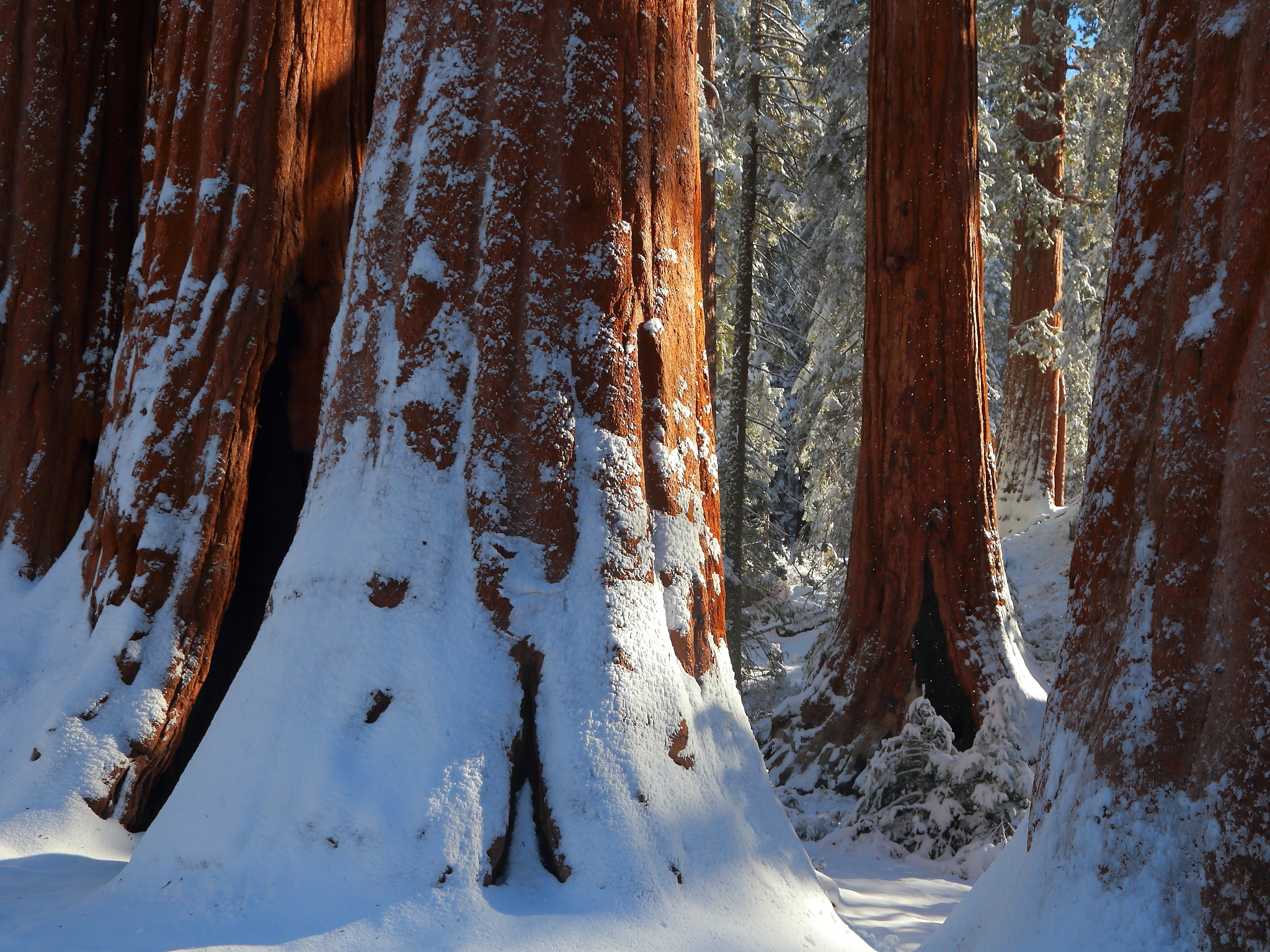 Reddish trees covered in snow