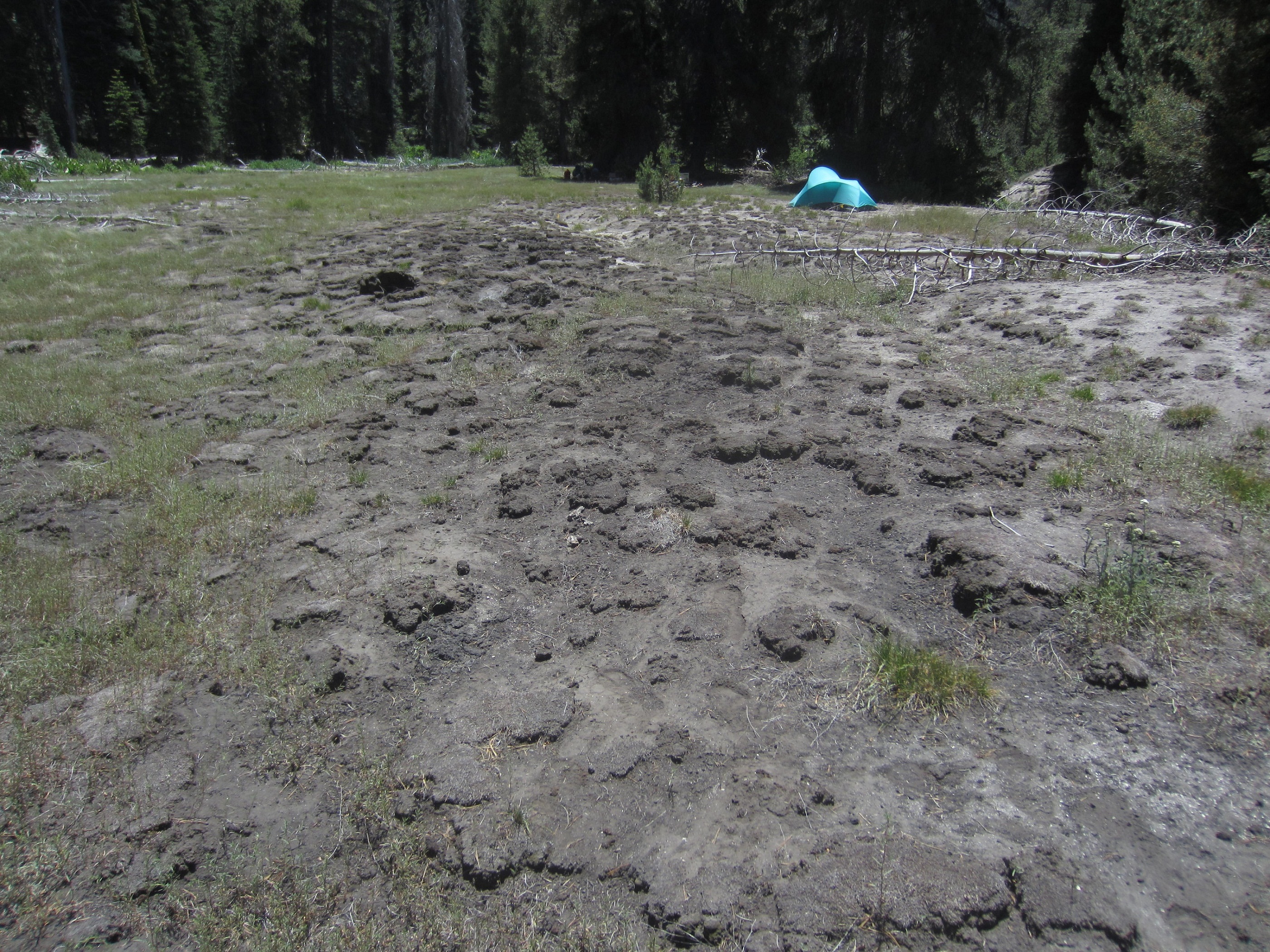 Dewatered Cahoon Meadow