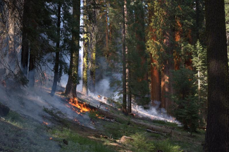 Ground fire moves up a slope beneath conifers including giant sequoia trees