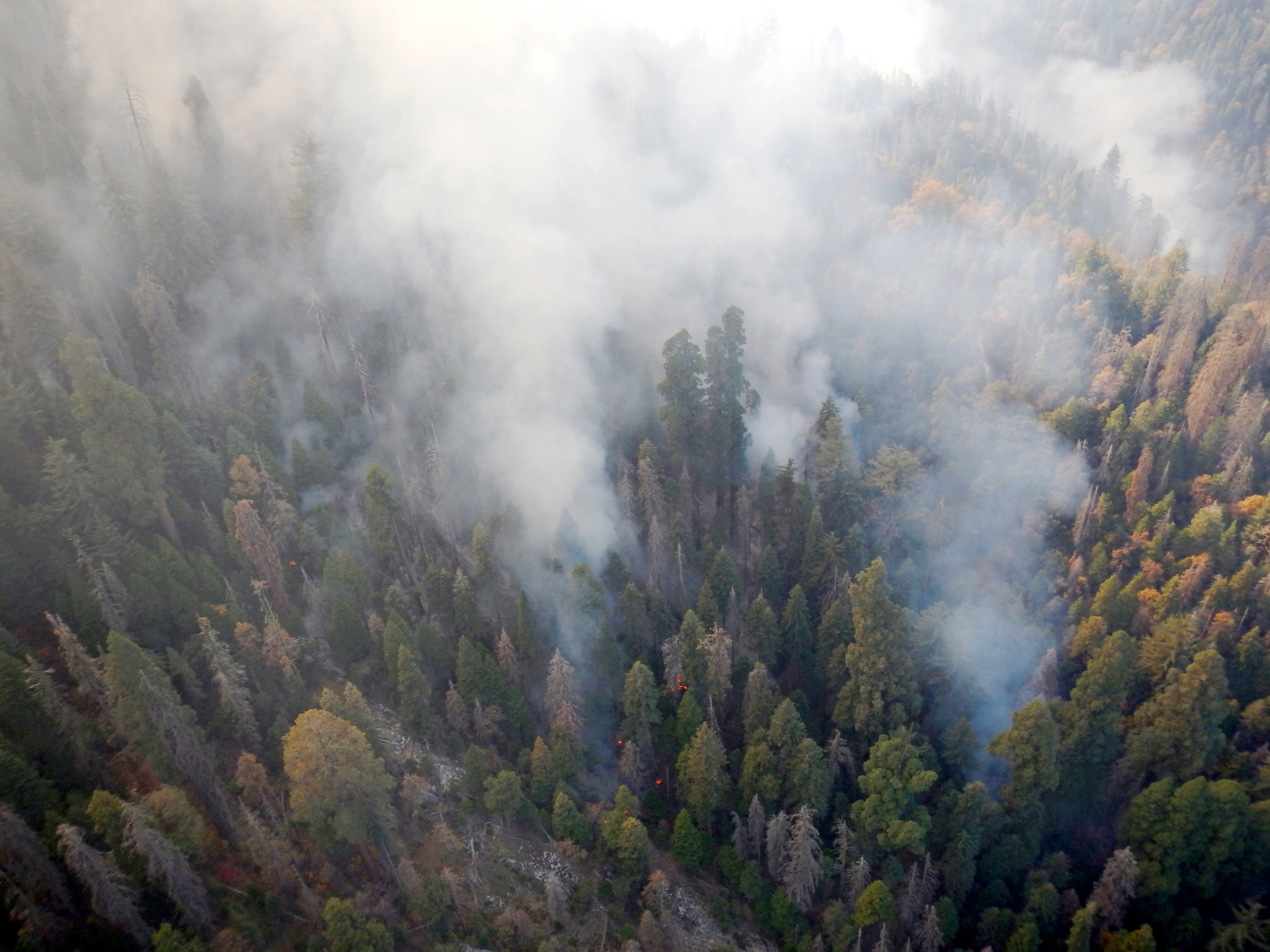The low-intensity Eden Fire burns through a giant sequoia grove, restoring natural and beneficial fire to the landscape.