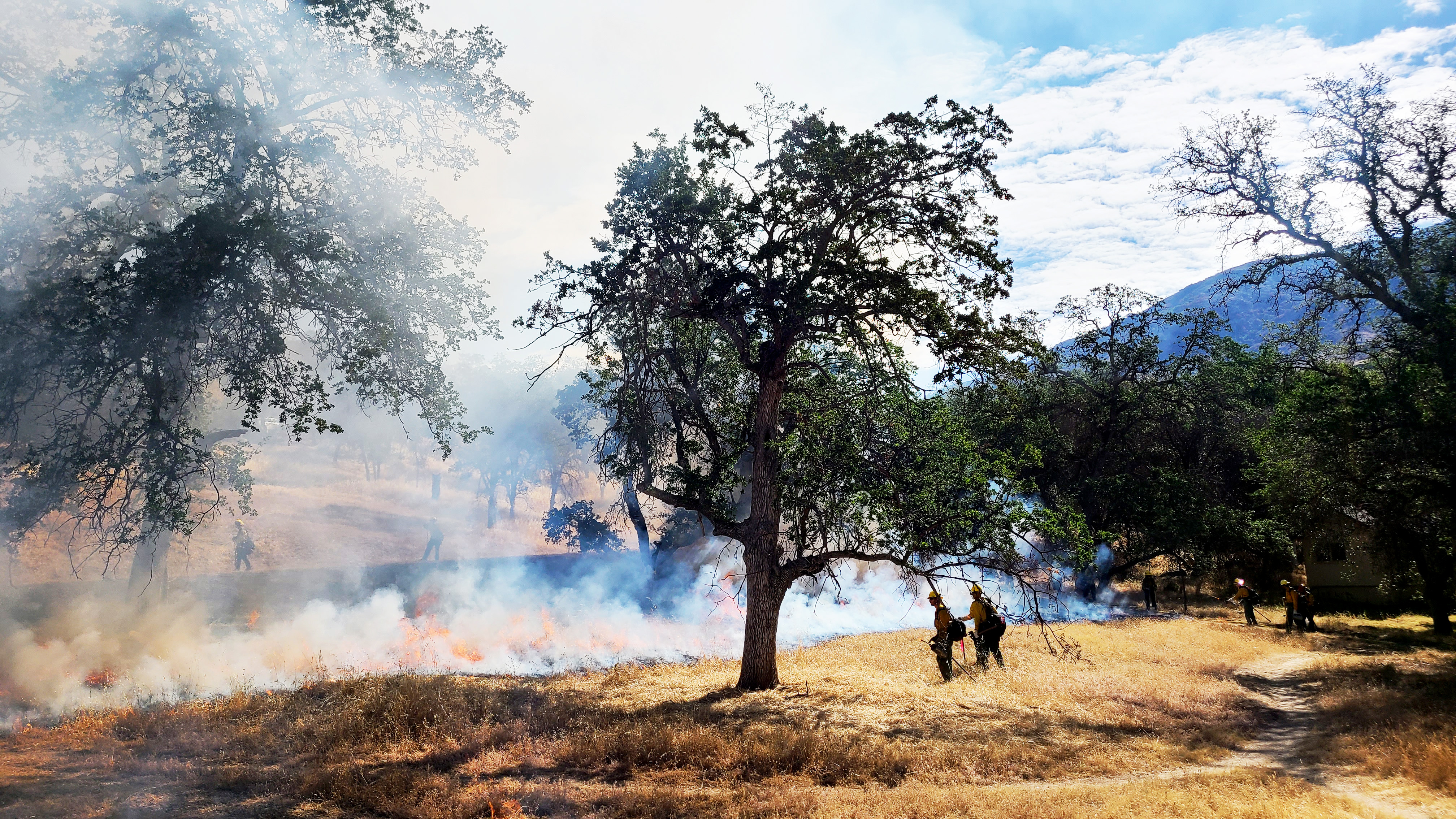 Firefighters stand in dead grass beneath an oak tree during a prescribed burn.