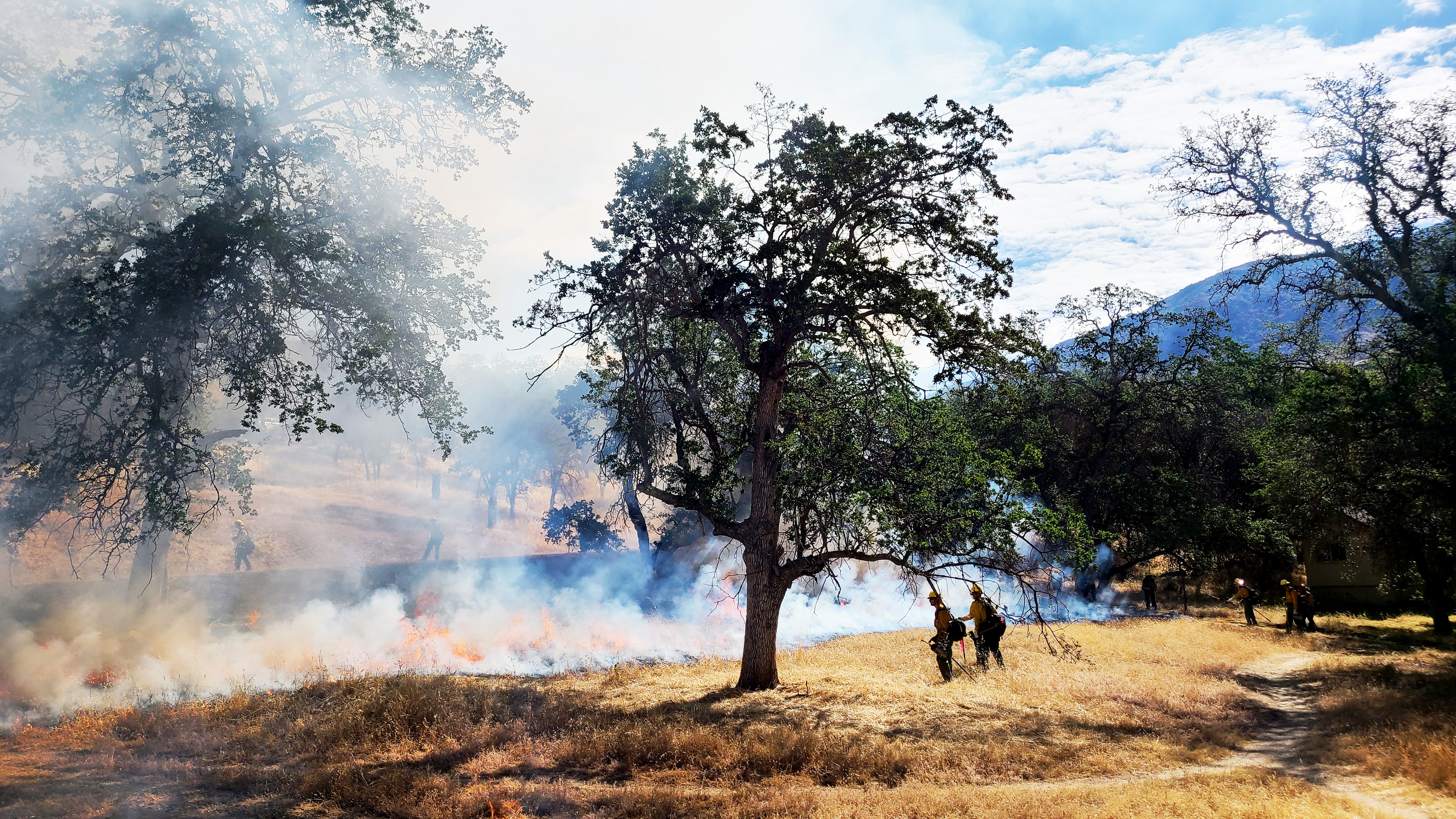 Low-intensity flames remove dead invasive grass reducing the threat from wildfire to Sequoia National Park buildings in the background. Firefighters stand in dead grass beneath an oak tree during a prescribed burn.