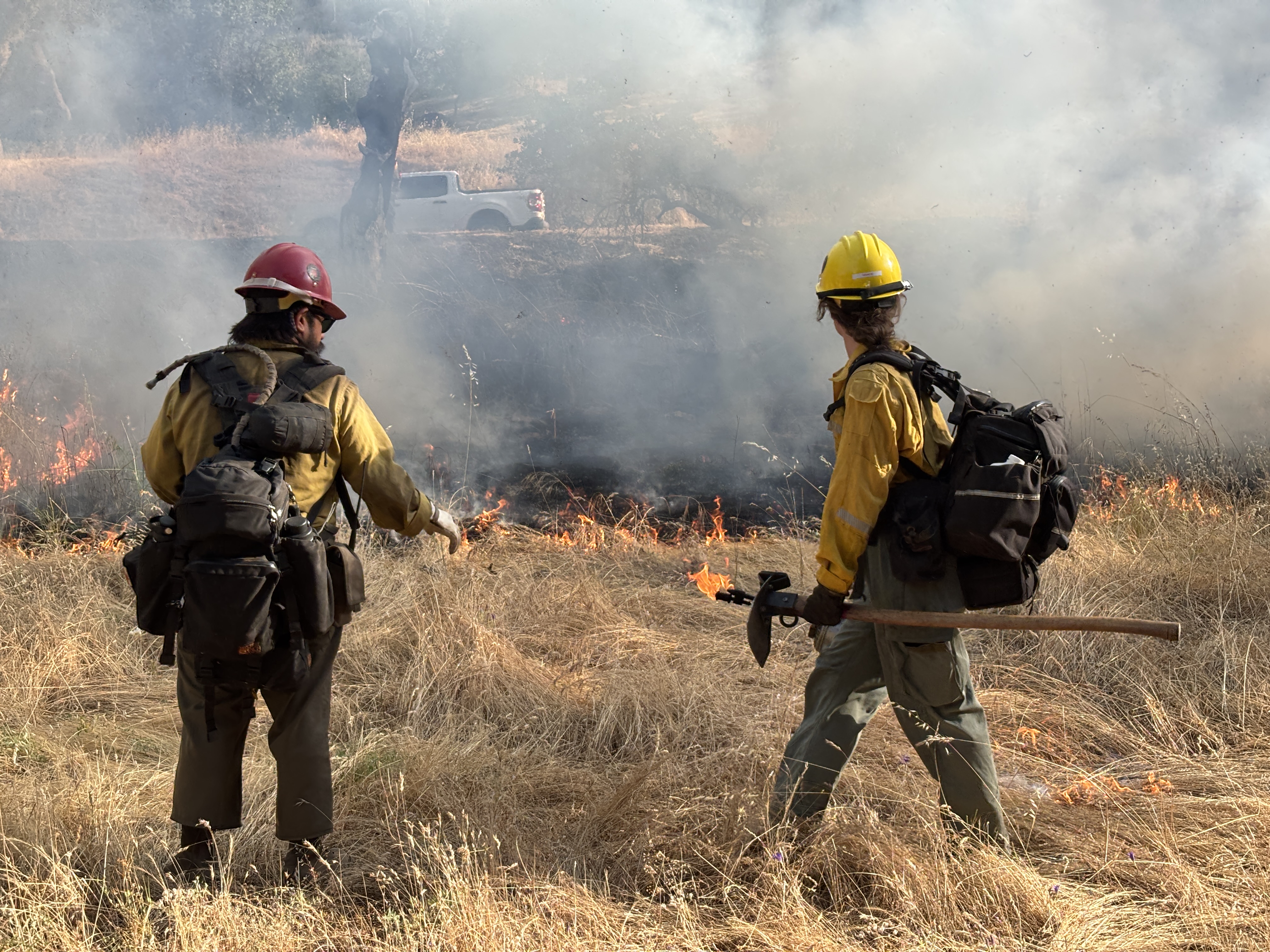 Two firefighters from Sequoia and Kings Canyon National Parks strategically ignite invasive weeds as part of the 2025 Ash Mountain Prescribed Burn.