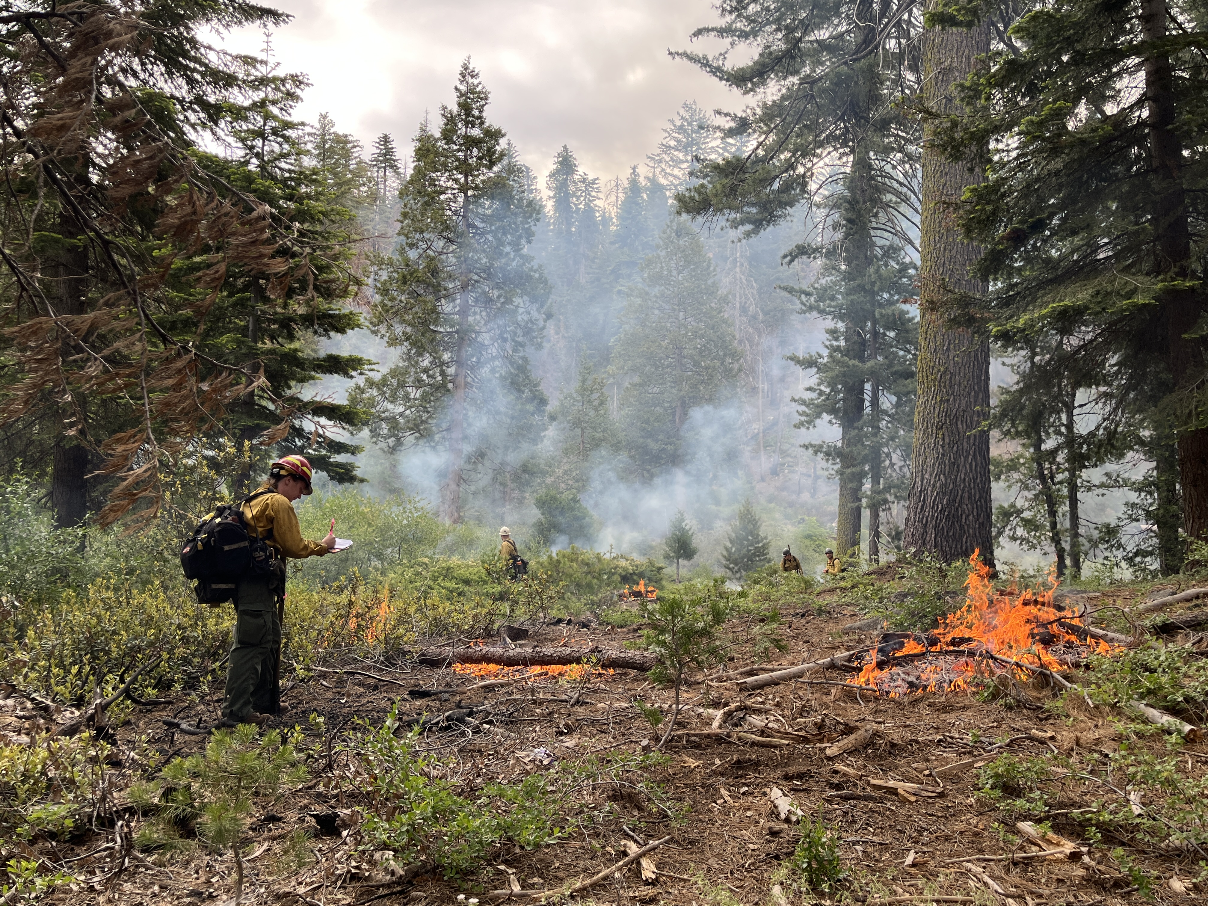 2025 Big Stump Prescribed Burn - Day 1 - NPS -LParry Firefighters work on a prescribed burn in Kings Canyon National Park